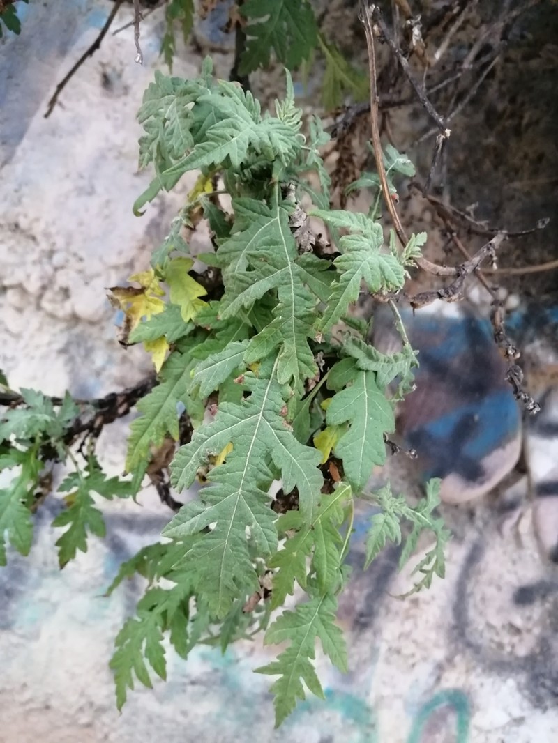 Ambrosia arborescens photo 8