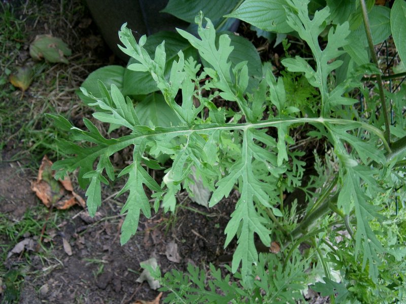 Annual Ragweed photo 4