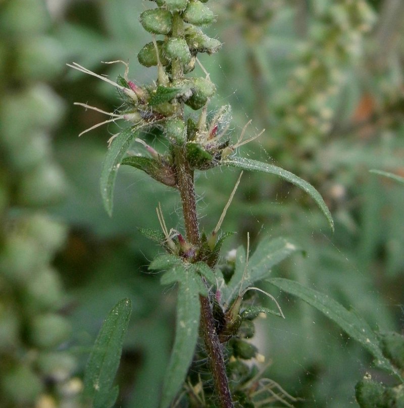 Annual Ragweed photo 5