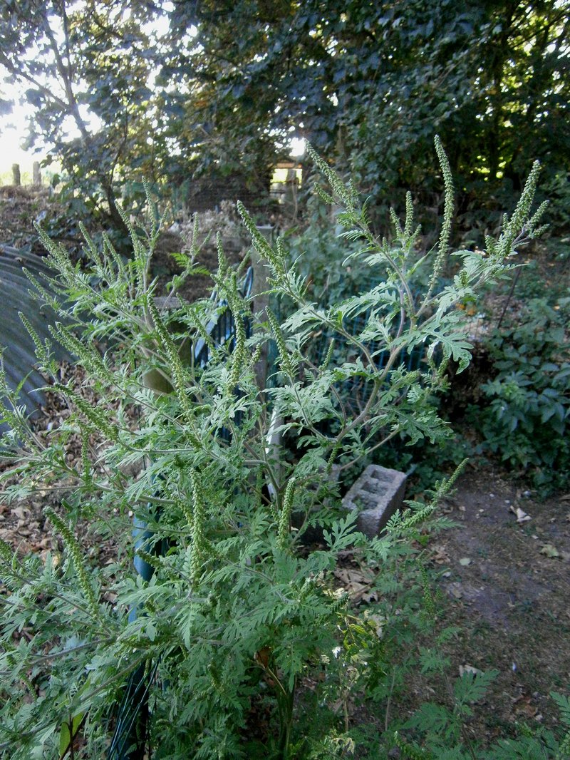 Annual Ragweed photo 6