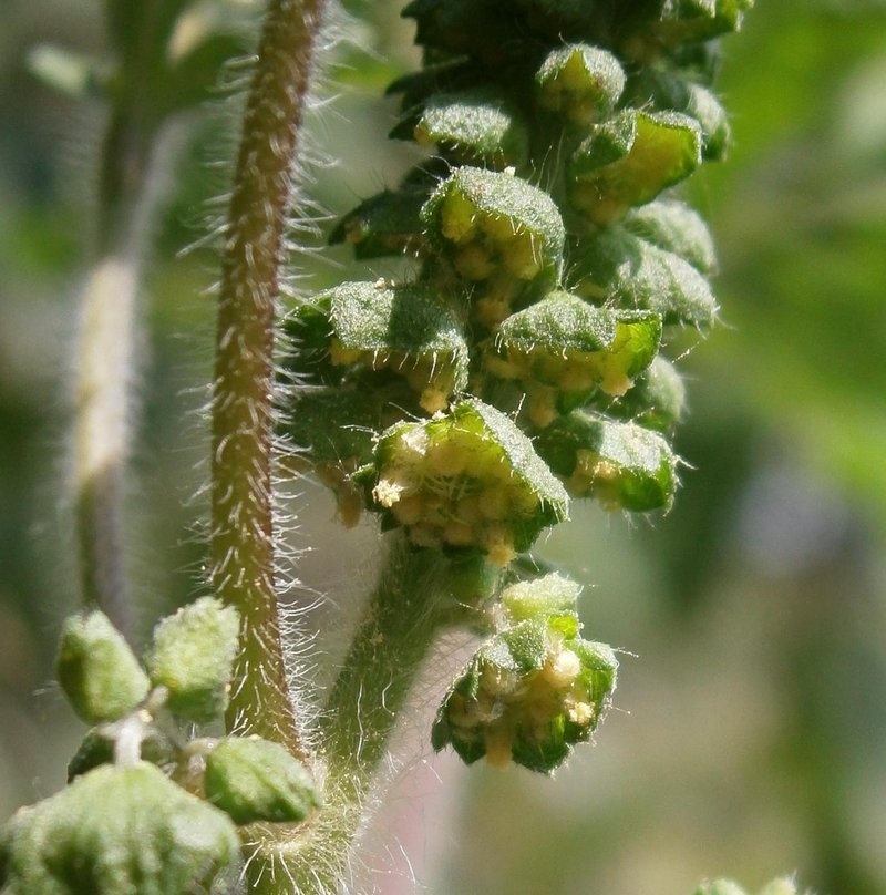 Annual Ragweed photo 7