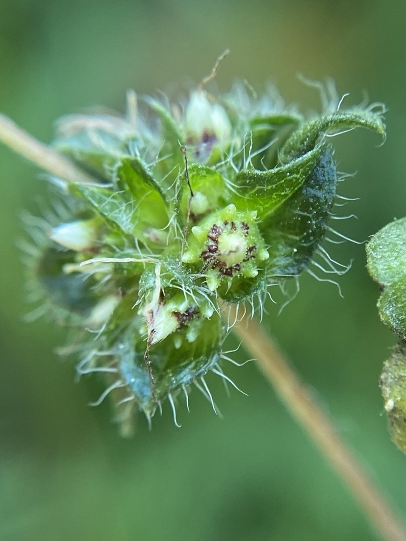 Annual Ragweed photo 8