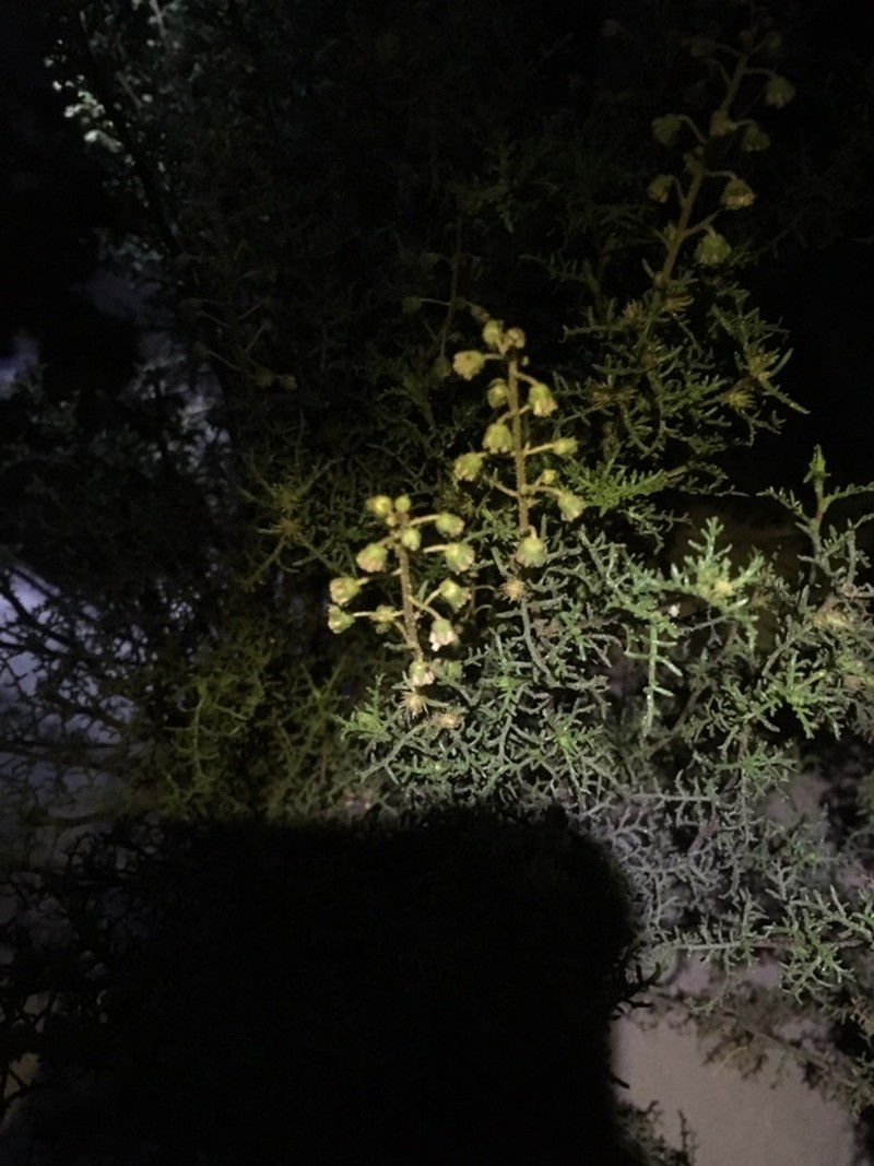 Ambrosia artemisioides