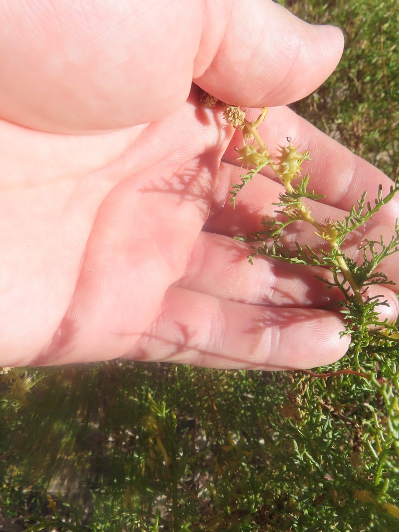Ambrosia artemisioides photo 2