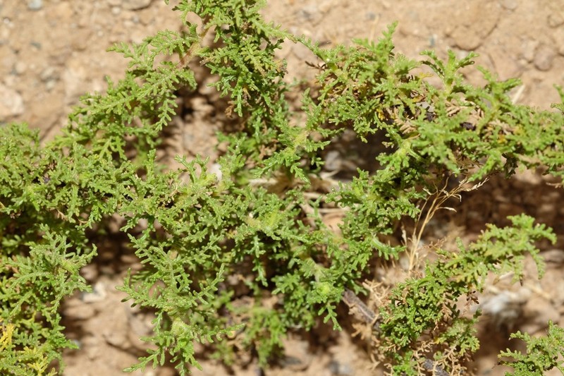 Ambrosia artemisioides photo 3