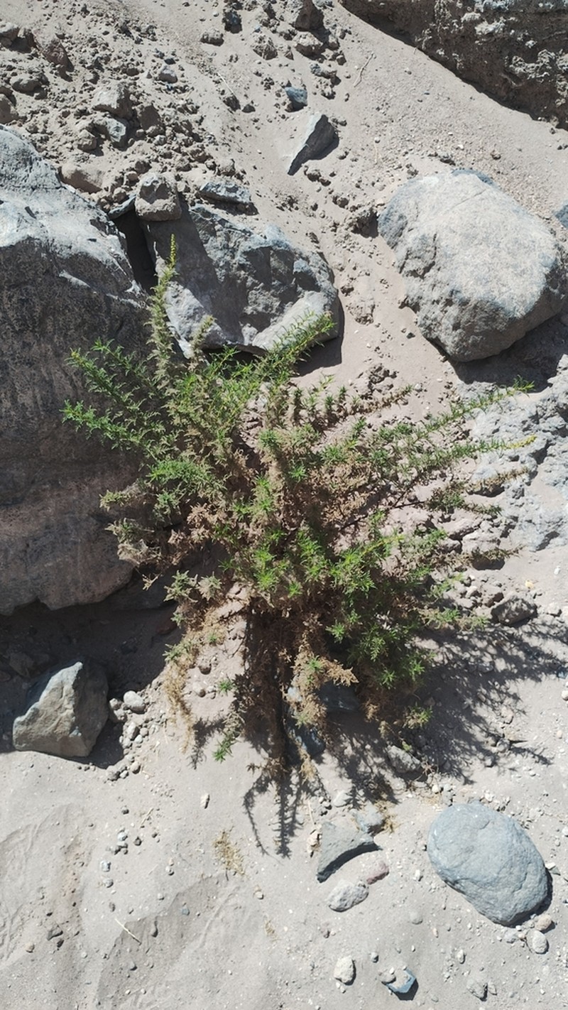 Ambrosia artemisioides photo 4