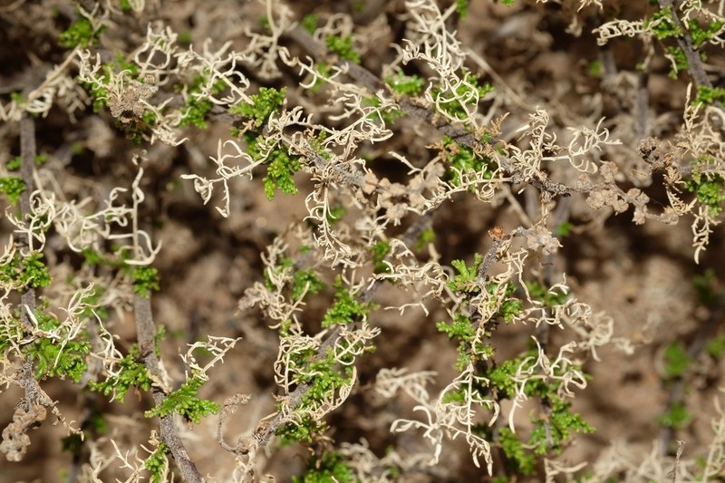 Ambrosia artemisioides photo 5