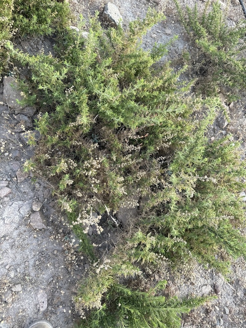 Ambrosia artemisioides photo 6