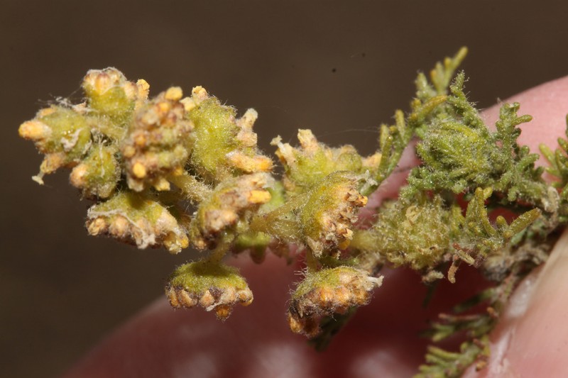 Ambrosia artemisioides photo 7