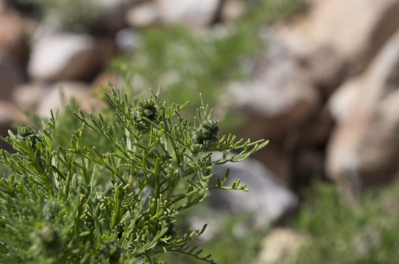 Ambrosia artemisioides photo 8