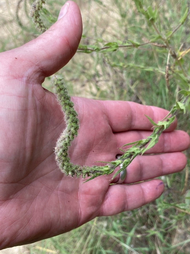 Lanceleaf Ragweed photo 2