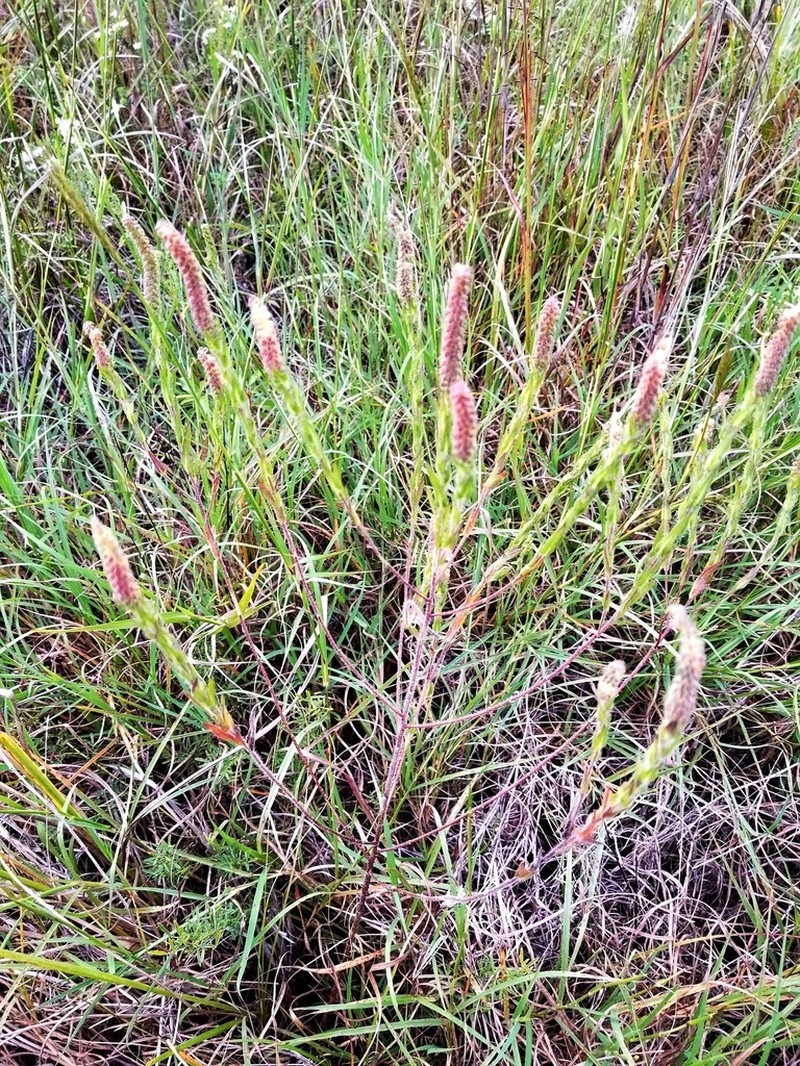 Lanceleaf Ragweed photo 3