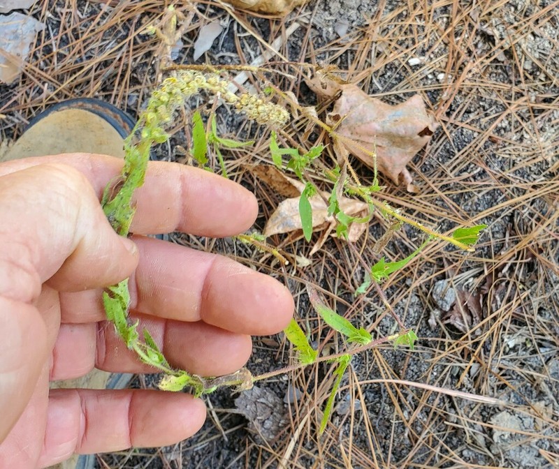 Lanceleaf Ragweed photo 4