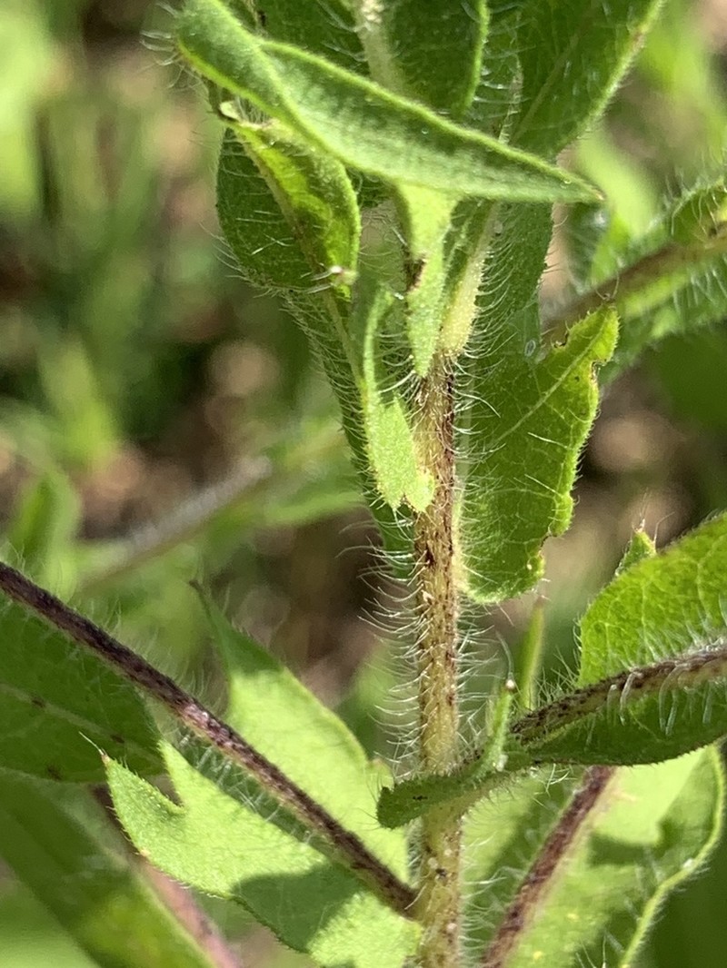 Lanceleaf Ragweed photo 5