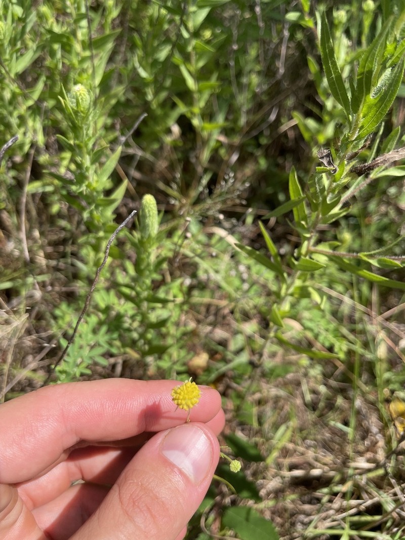 Lanceleaf Ragweed photo 6
