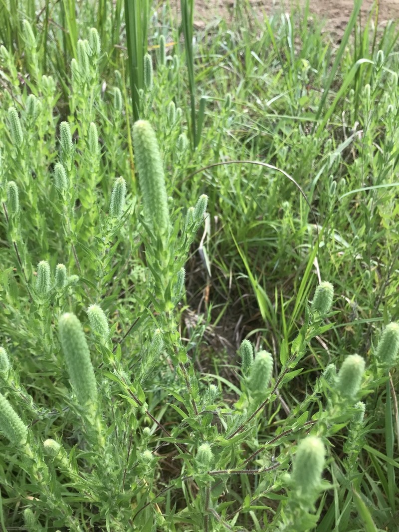 Lanceleaf Ragweed photo 7