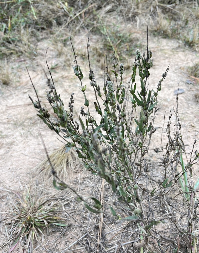 Lanceleaf Ragweed photo 8