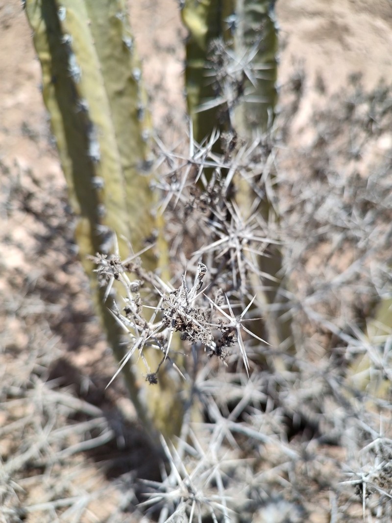 Ambrosia bryantii