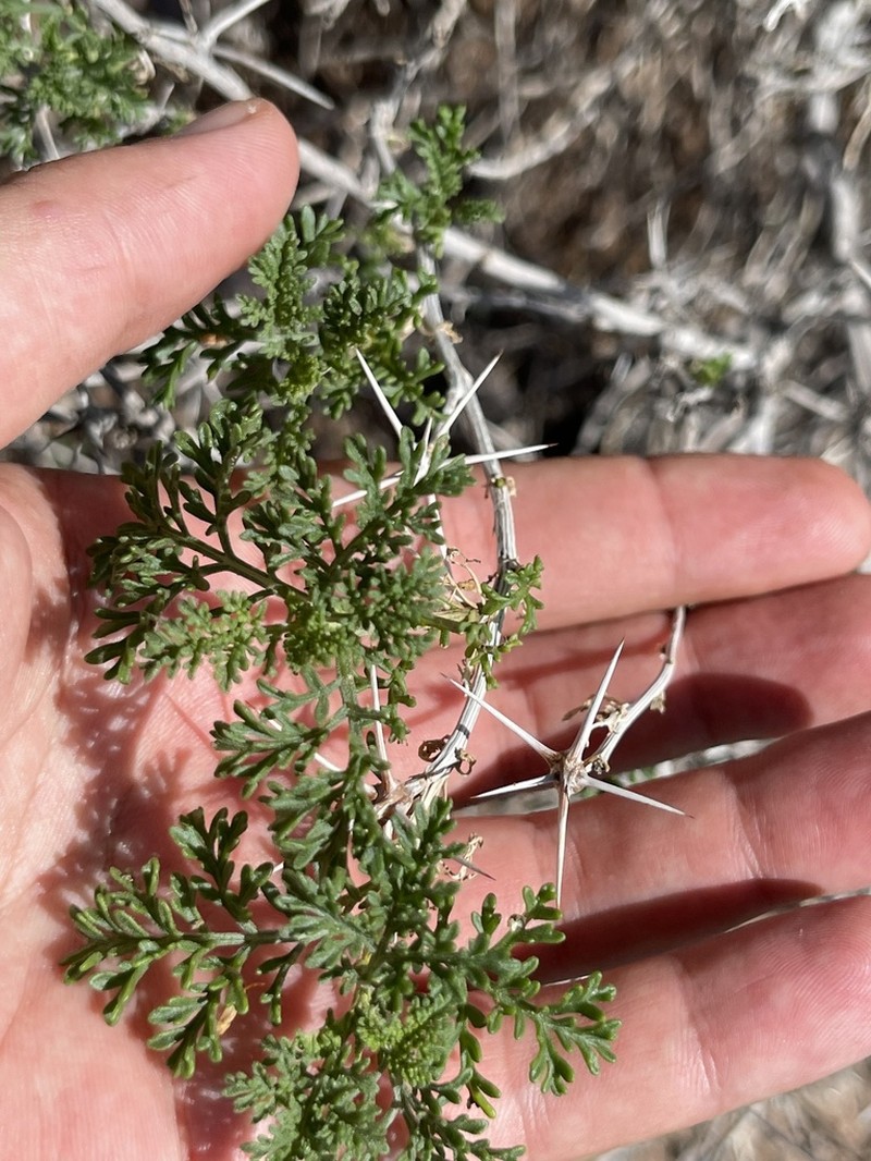 Ambrosia bryantii photo 3