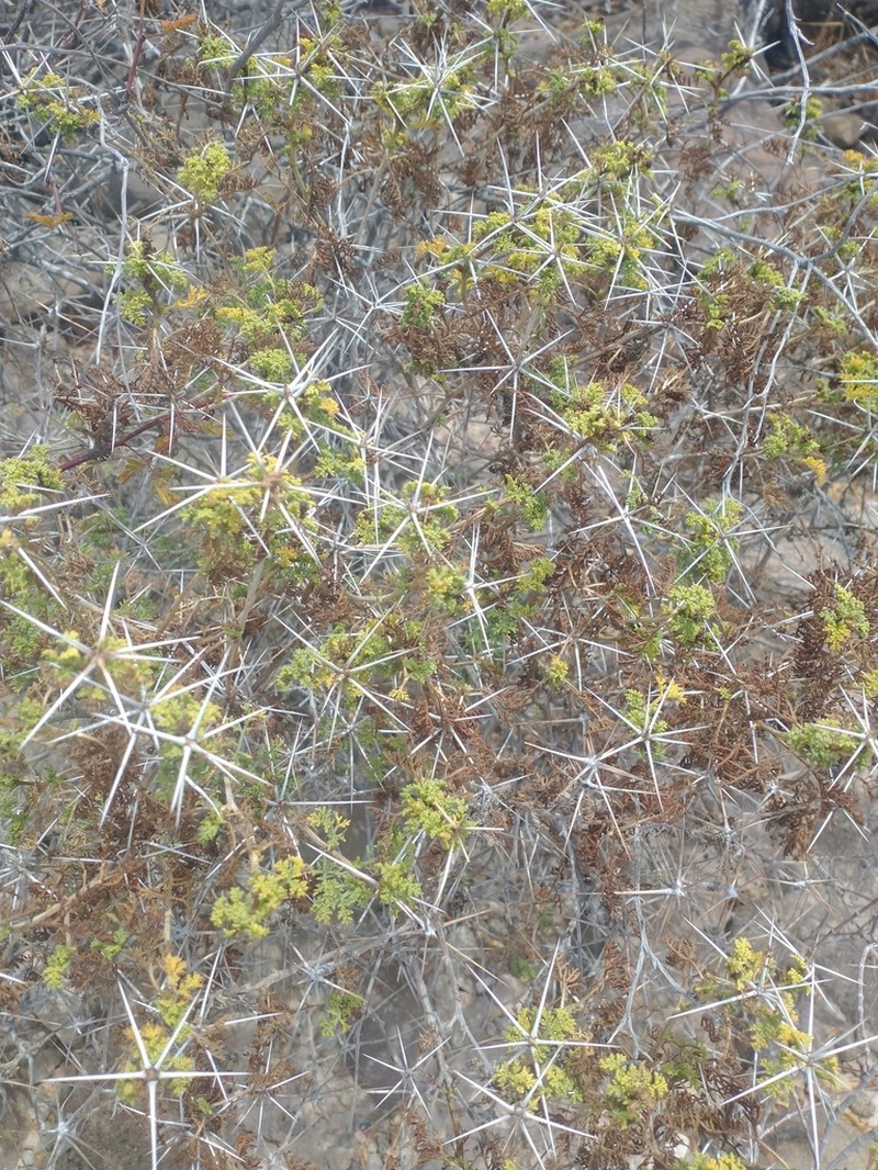 Ambrosia bryantii photo 5