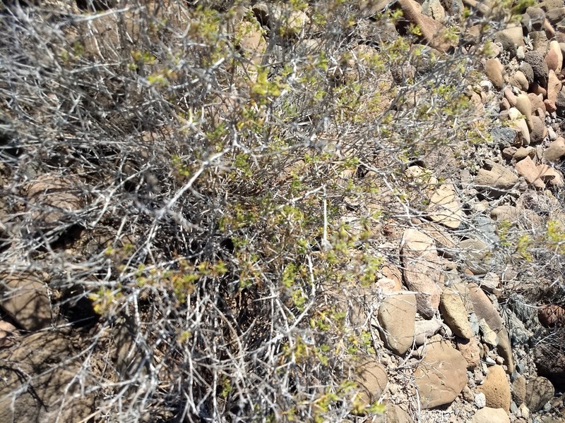 Ambrosia bryantii photo 6