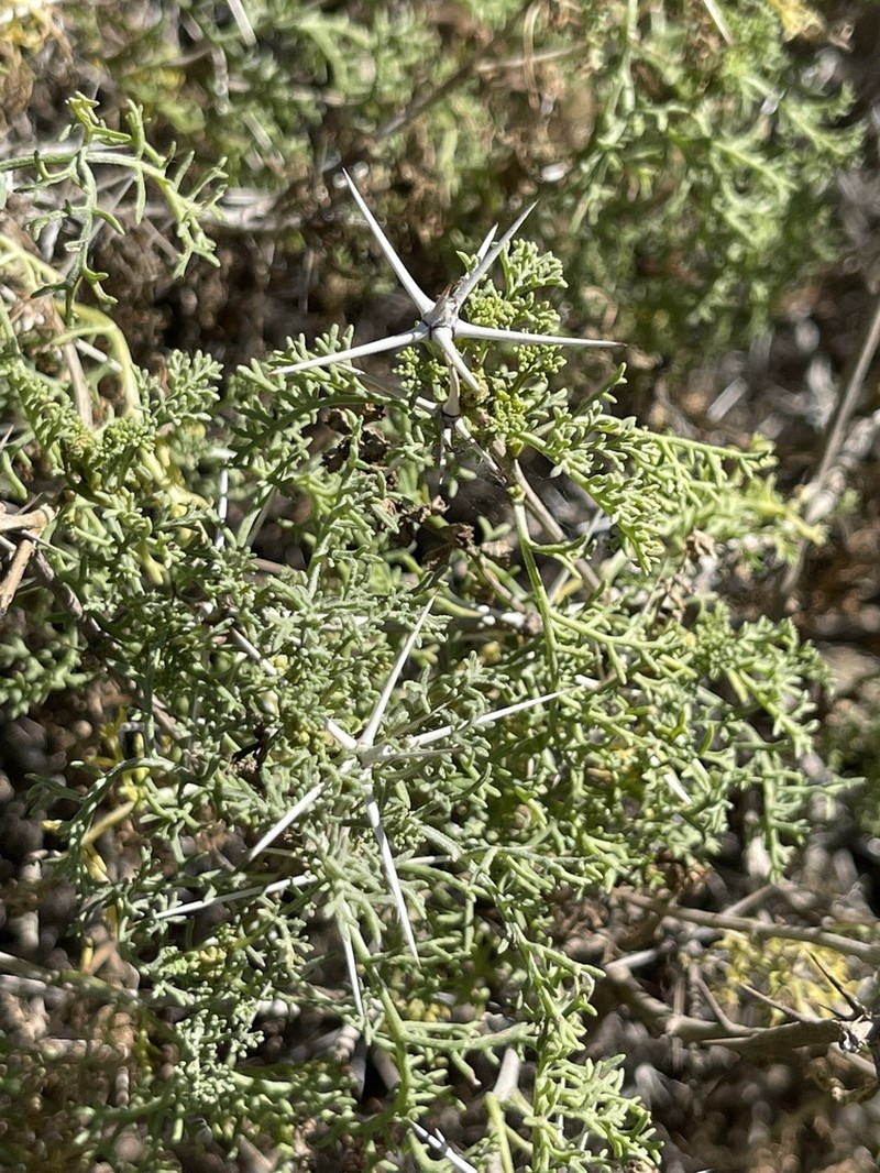 Ambrosia bryantii photo 7