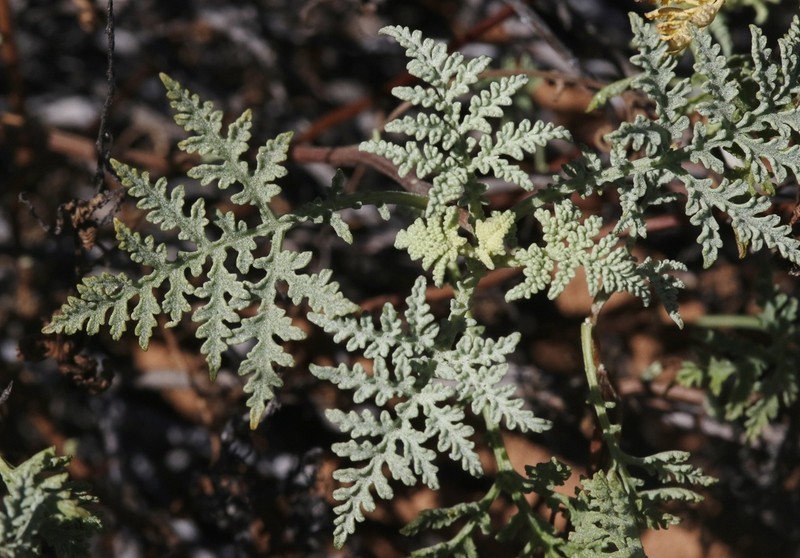 Ambrosia camphorata