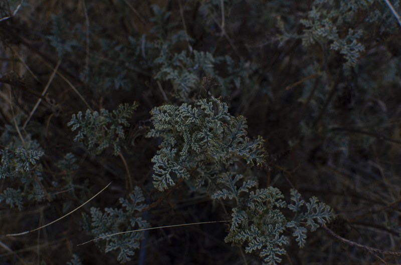Ambrosia camphorata photo 2