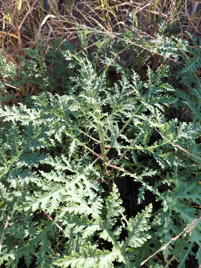 Ambrosia camphorata photo 3
