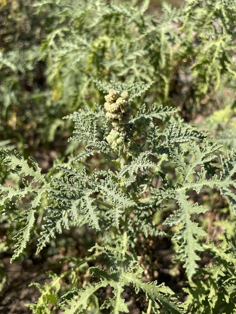 Ambrosia camphorata photo 5