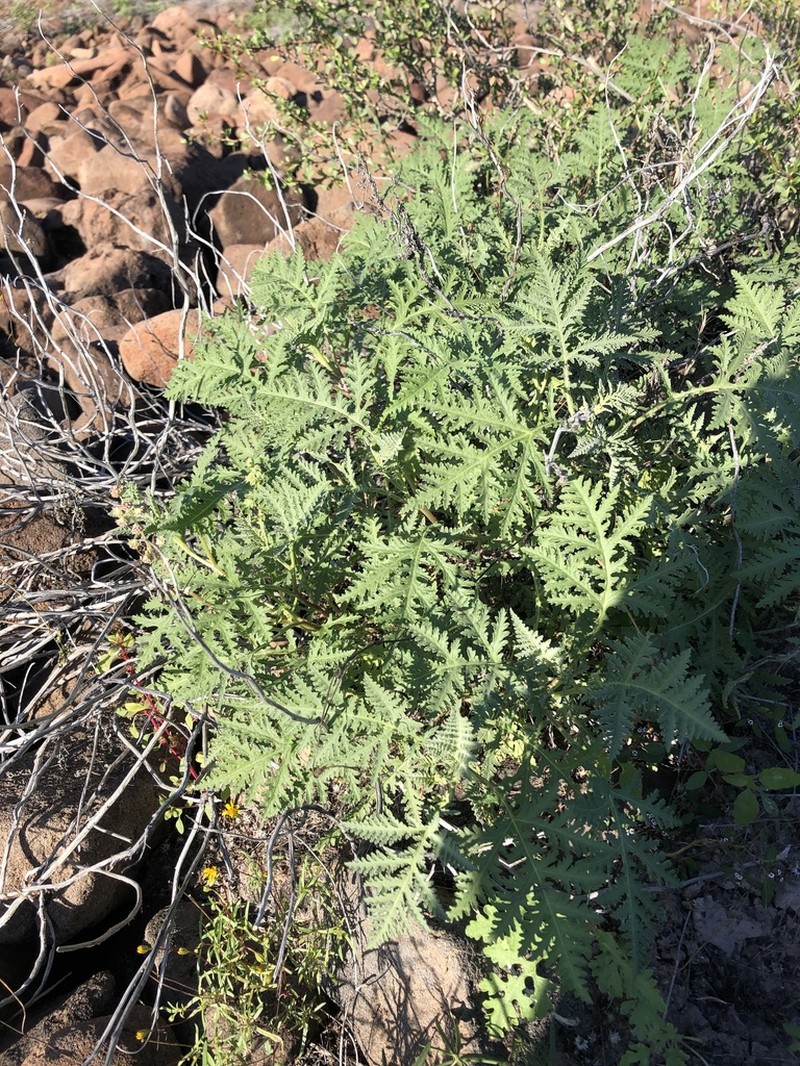 Ambrosia camphorata photo 6