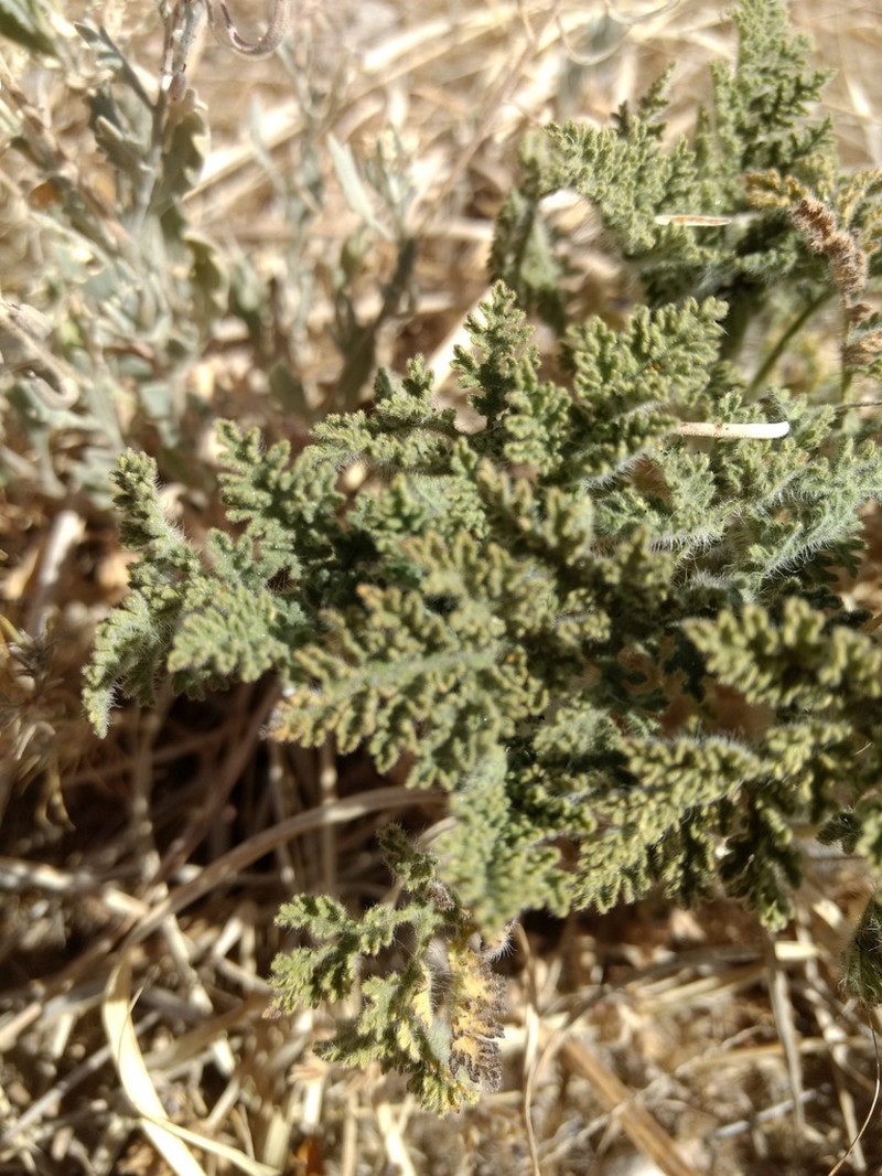 Ambrosia camphorata photo 8