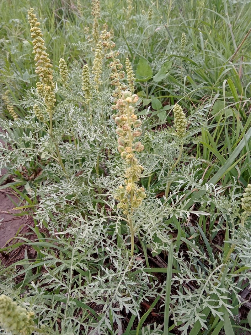 Hairy Ragweed