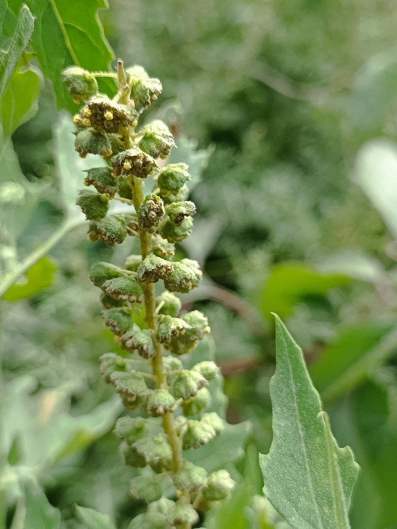 Hairy Ragweed photo 2