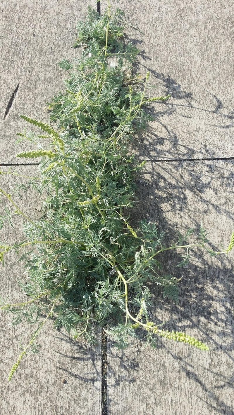 Hairy Ragweed photo 3