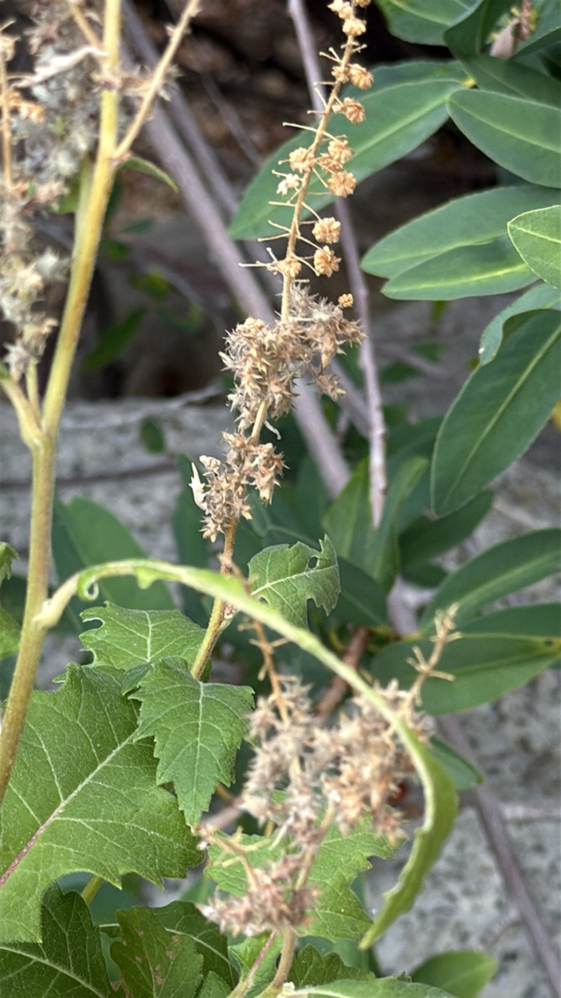 Ambrosia carduacea photo 3