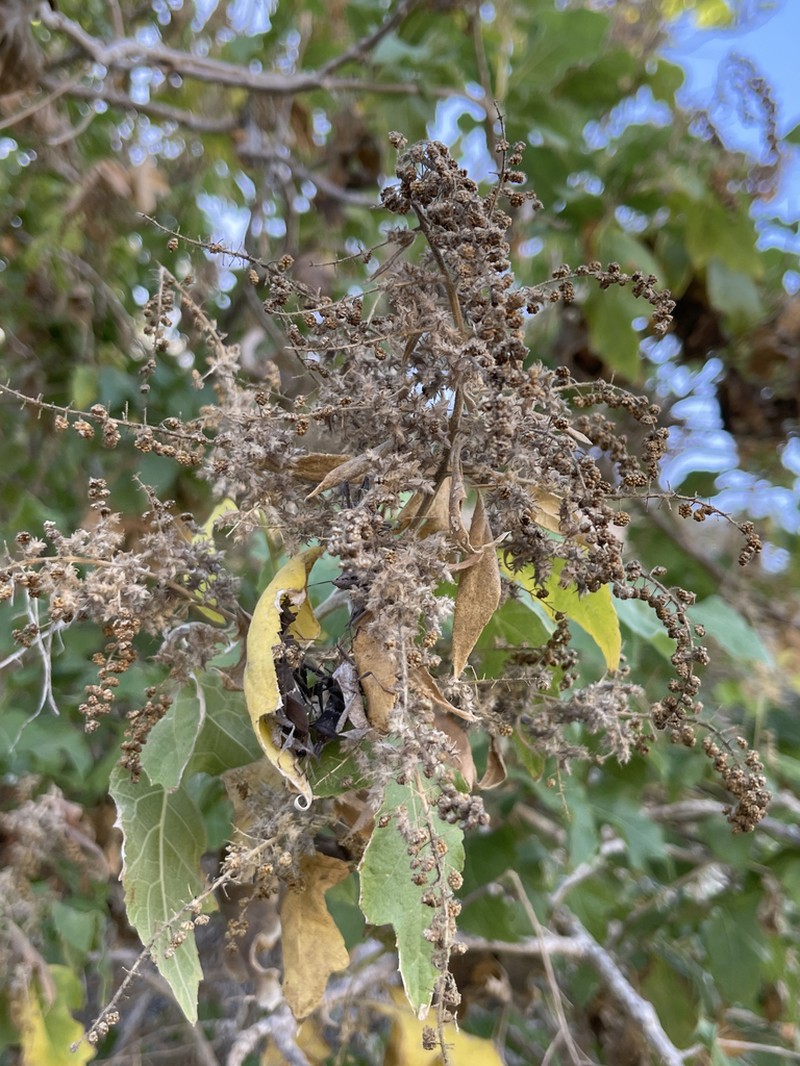 Ambrosia carduacea photo 4