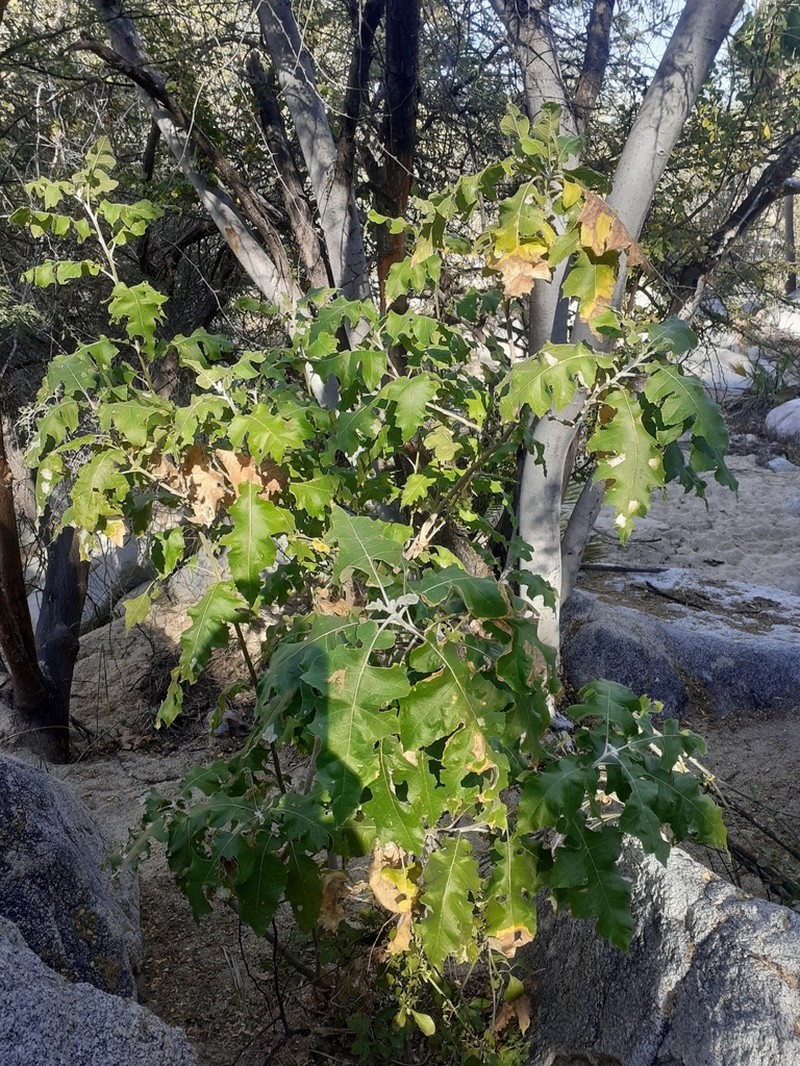 Ambrosia carduacea photo 5