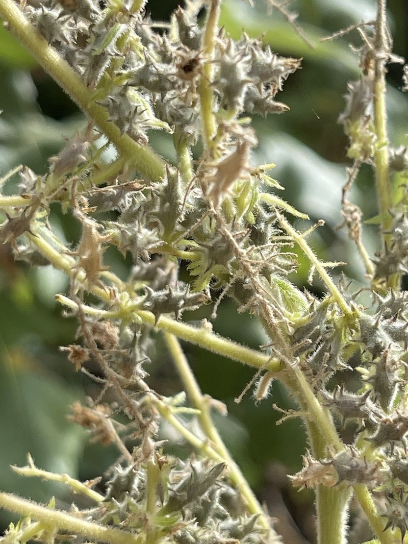 Ambrosia carduacea photo 6