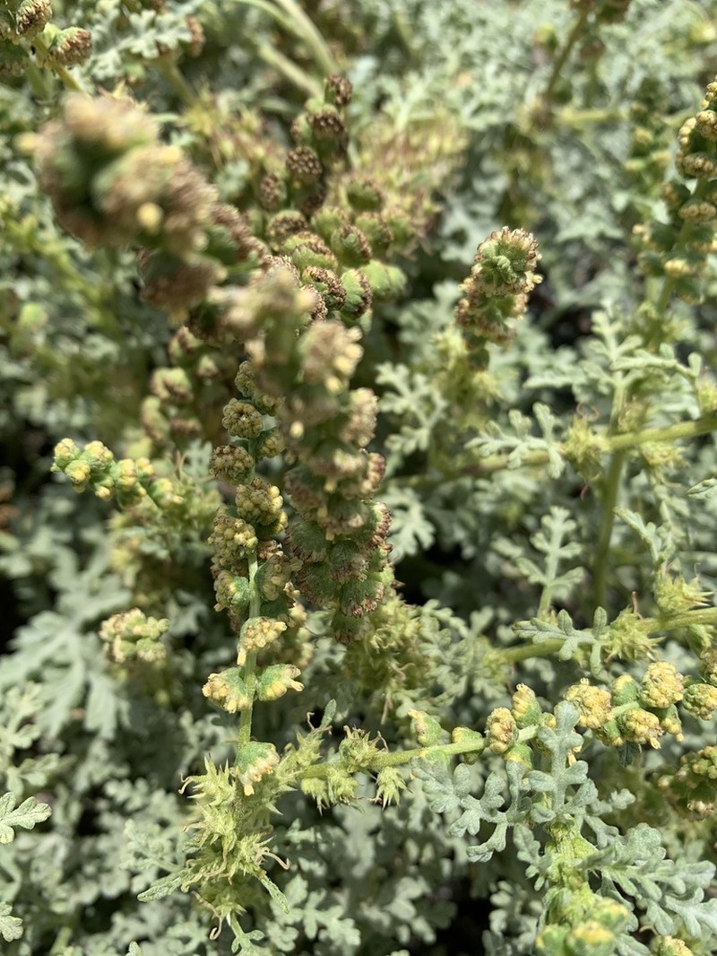 Silver Bur Ragweed photo 2