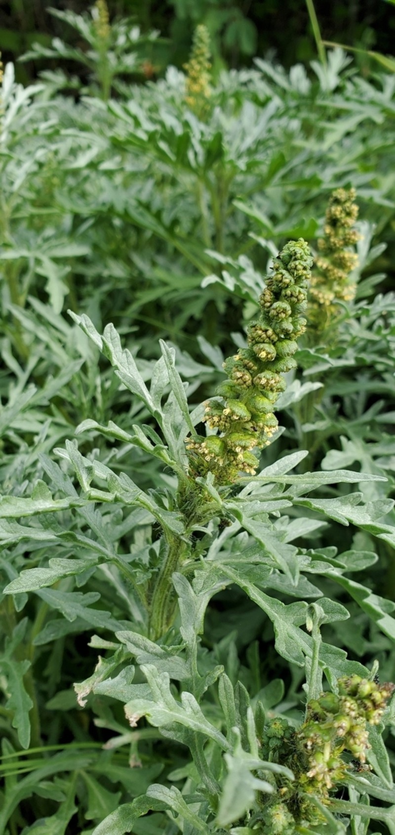 Silver Bur Ragweed photo 3