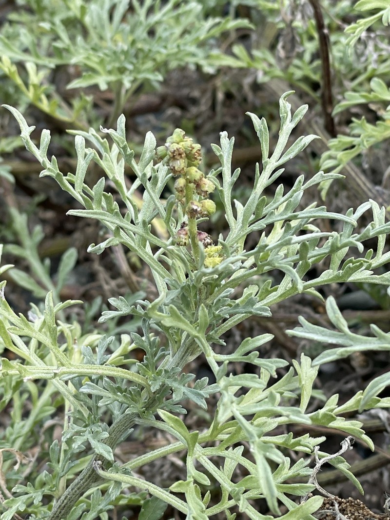 Silver Bur Ragweed photo 4