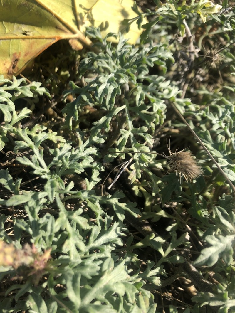 Silver Bur Ragweed photo 5