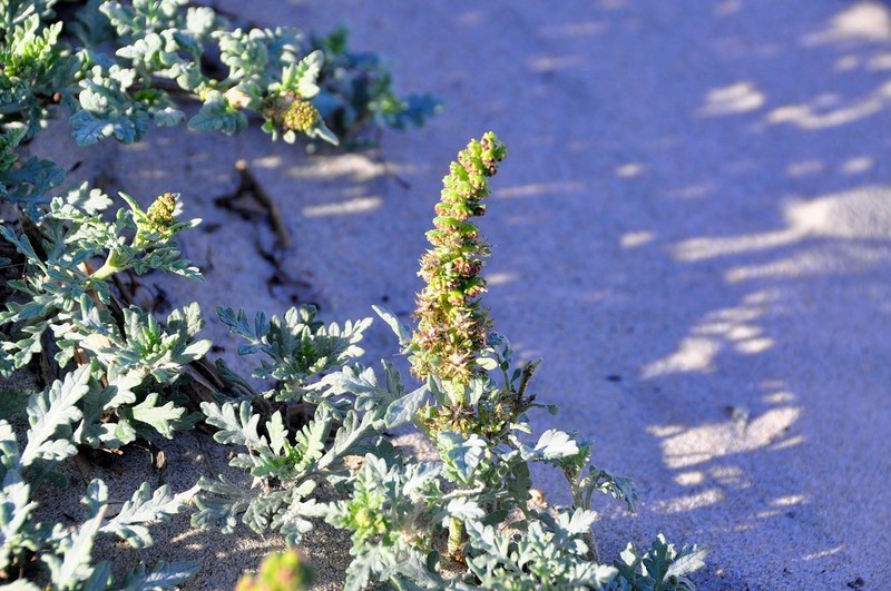 Silver Bur Ragweed photo 6