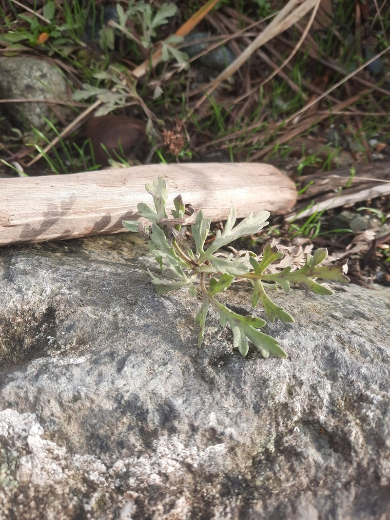 Silver Bur Ragweed photo 8