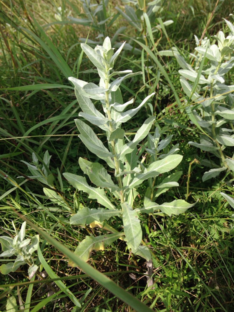 Rio Grande Ragweed