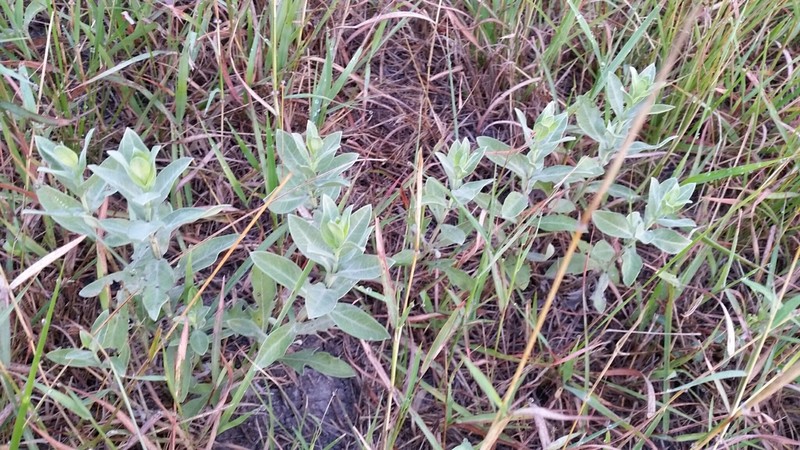 Rio Grande Ragweed photo 2