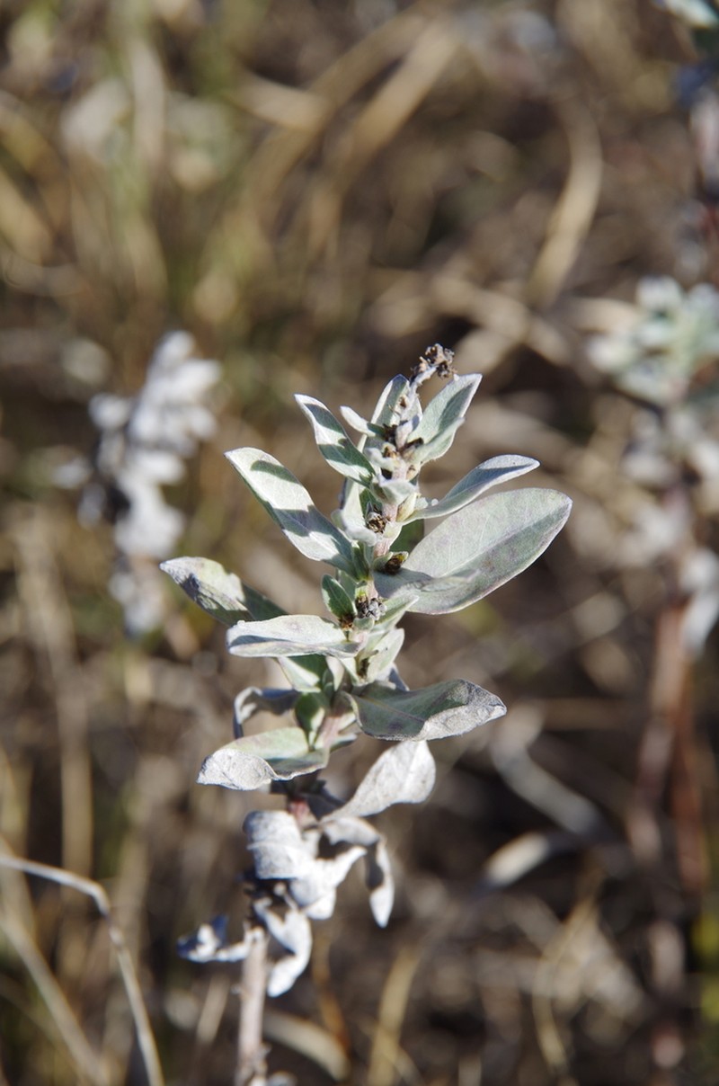Rio Grande Ragweed photo 3