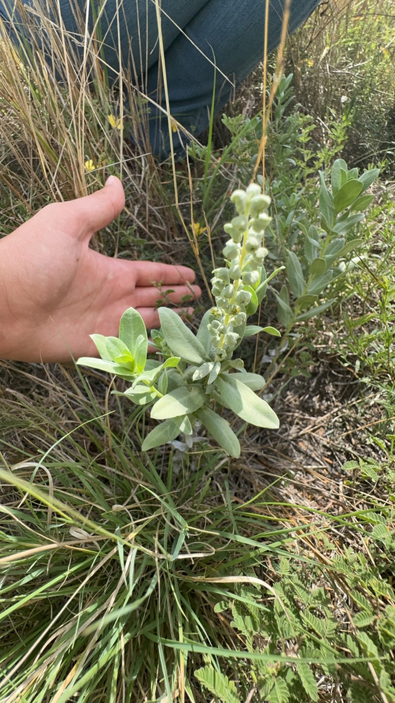 Rio Grande Ragweed photo 4