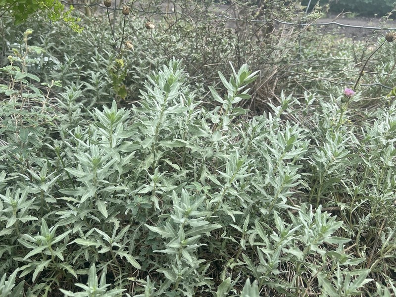Rio Grande Ragweed photo 5